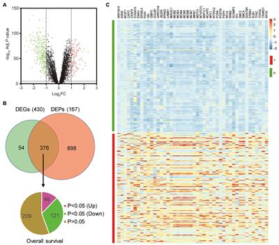 S100 Calcium Binding Protein A10, A Novel Oncogene, Promotes the Proliferation, Invasion, and Migration of Hepatocellular Carcinoma